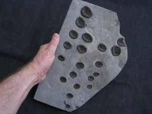 Ichthyosaurier Paddelknochen