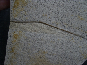 Flugsaurier Fluegel