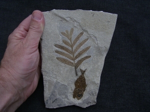 Pflanze und Fisch aus Monte Bolca