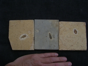 Zwei Insekten und ein Skorpion