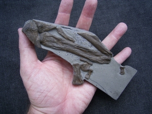 Steneosaurus Bein- und Fussknochen