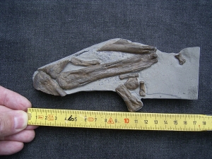 Steneosaurus Bein- und Fussknochen