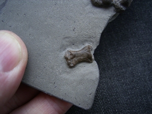 Steneosaurus Bein- und Fussknochen