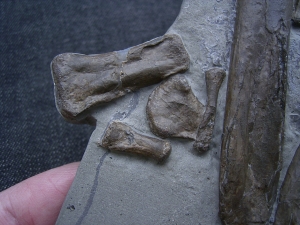 Steneosaurus Bein- und Fussknochen