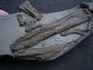 Steneosaurus Bein- und Fussknochen