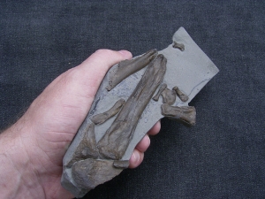Steneosaurus Bein- und Fussknochen