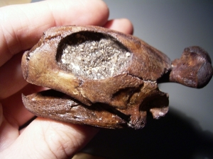 Turtle skull