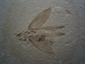 Drei Insekten auf einem Stein