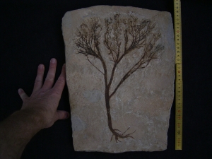 Maffeia ceratophylloides, Monte Bolca