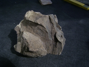 Pflanzenfossilien auskristallisiert, Messel