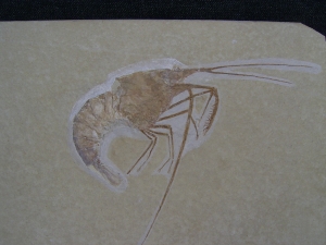 Aeger - Krebs aus Solnhofen