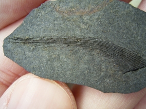 Carboniferous shark fin