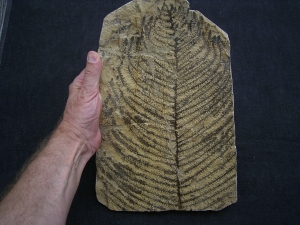 Konifere Ernestiodendron pluckenetii