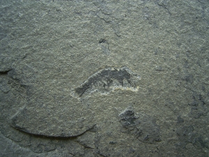 Krebs unbeschrieben, Deutsches Perm