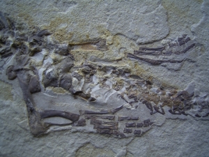 Mesosaurus tenuidens