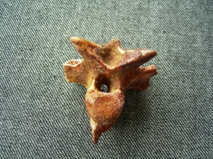 Raptor vertebra
