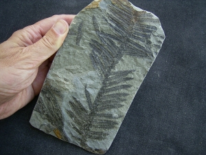 Pcopteris cyathea - Permpflanze