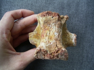 Carcharodontosaurus vertebra