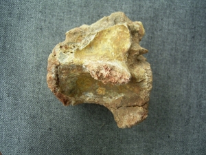 Carcharodontosaurus vertebra