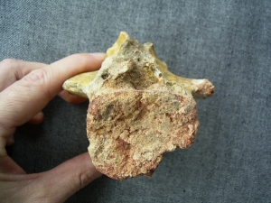 Carcharodontosaurus vertebra