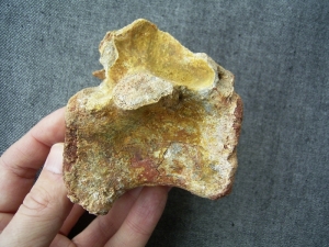 Carcharodontosaurus vertebra