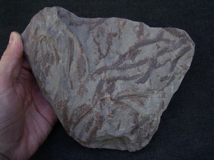 Drepanophycus spinaeformis