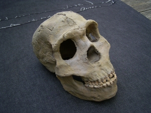 Homo neanderthalensis - Abguss