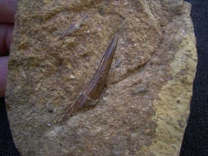 Tanystropheus Zahn, Giraffenhals-Saurier!