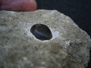 Placodus gigas Zahn, Pflasterzahn-Saurier