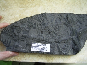 Giant-Millipede carboniferous
