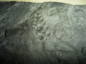 Giant-Millipede carboniferous