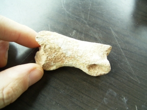 Zehen Knochen T-Rex