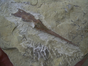 Saurichthys Schaedel aus dem unteren Muschelkalk