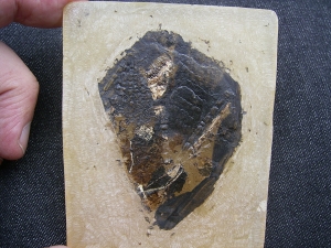 Fledermaus Grube Messel