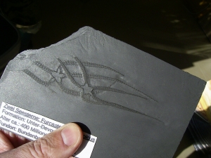 Zwei Schlangensterne Furcster