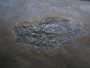 Amphiperca - Fossiler Barsch