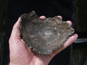 Hominiden Schaedelteil Os Parietale