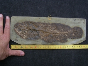 Hecht-Verwandter Cyclurus kehreri