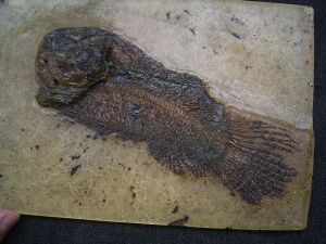 Hecht-Verwandter Cyclurus kehreri