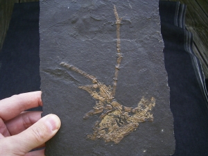 Vogel Skelett, Grube Messel