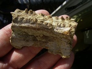 Mastodonsaurus Kieferteil mit Zaehnen