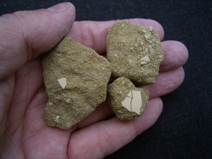 Wasservogel Eierschalen Mioquerquedula