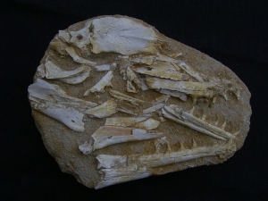Eremiasaurus heterodontus Schaedel