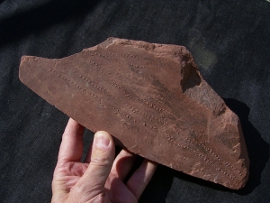 Arthropoden Spurenplatte, Trias