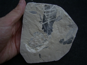 Jura-Pflanze Fruchtstand