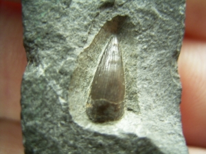 Ichthyosaur tooth from Holzmaden