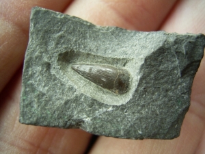 Ichthyosaurier-Zahn aus Holzmaden