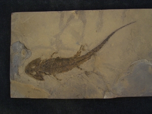 Sclerocephalus, Dachschaedel-Lurch