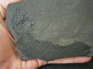 Quastenflosser Coelacanthus granulatus