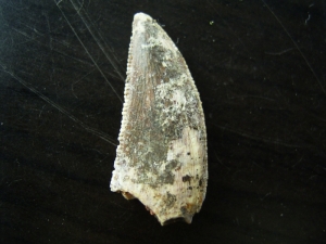 Dromaeosaur tooth